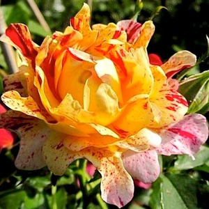 Nimet - róża - www.karolinarose.pl